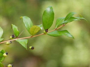 Myrtus communis buds.jpg © Júlio Reis (User:Tintazul)