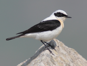 45-090506-black-eared-wheatear-at-Ipsilou-Monastery-.jpg © Mark S Jobling