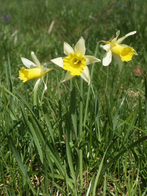 Narcissus pseudonarcissus 030405.jpg © Commons