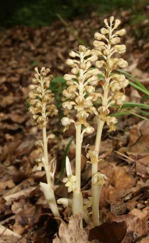 Neottia nidus-avis plants.jpg © Commons
