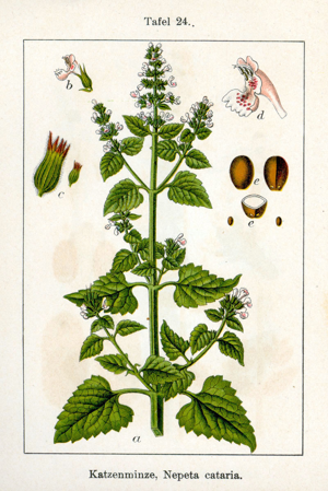Nepeta cataria Sturm24.jpg © Johann Georg Sturm (Painter: Jacob Sturm)