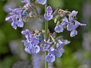 Lamiaceae - Nepeta nepetella.JPG © Hectonichus