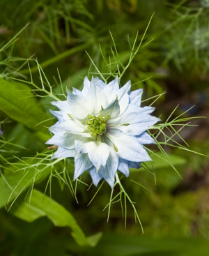 Nigella damascena Kaldari 01.jpg © Kaldari