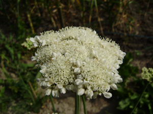 Oenanthe peucedaniifolia (1).jpg © Rob Hille