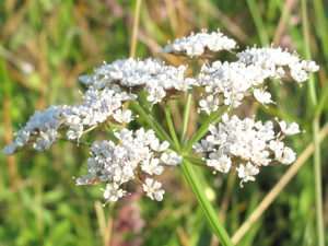 Oenanthe silaifolia 2.jpg © portas@...