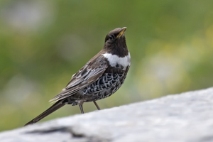 Ring Ouzel.jpg © Andreas Trepte