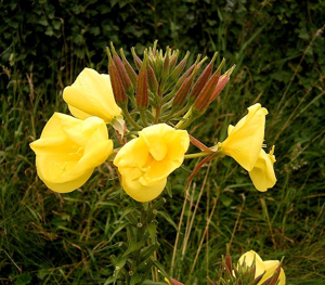 Oenothera glazioviana 03 ies.jpg © Frank Vincentz