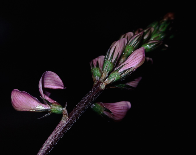 Onobrychis arenaria2.jpg &copy; Commons