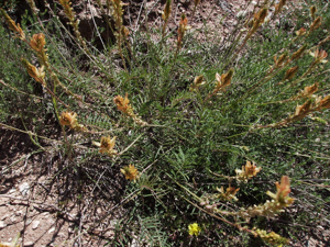 Trepadella saxàtil O. saxatilis 2007.JPG © Victor M. Vicente Selvas