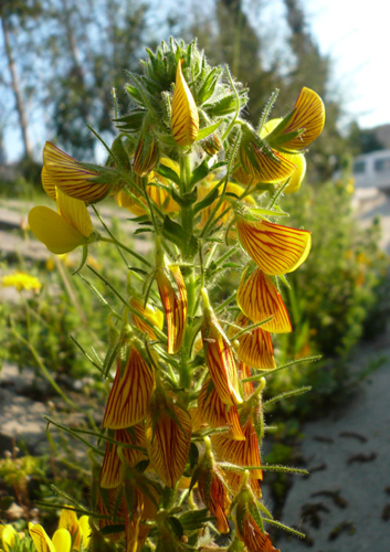 Ononis natrix natrix inflorescència.jpg &copy; Pere López