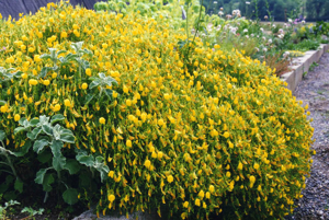 Ononis pusilla 2.jpg © Ghislain118 (AD) http://www.fleurs-des-montagnes.net