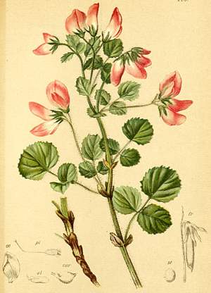 Ononis rotundifolia Atlas Alpenflora.jpg © Anton Hartinger