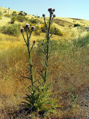 Onopordum illyricum Habitus Mestanza.jpg © Javier martin