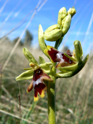 Ophrys aymoninii 001.jpg © Johan N