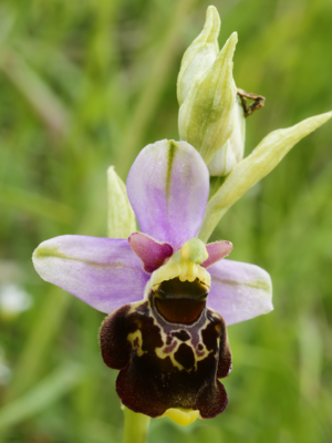Ophrys fuciflora (detail).jpg © (Hans Hillewaert)