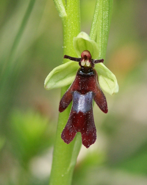 Ophrys insectifera flower.jpg © Bernd Haynold