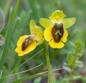 Ophrys lutea Zingaro 180307.jpg © Carlo Columba http://www.columba.it uploaded by Esculapio