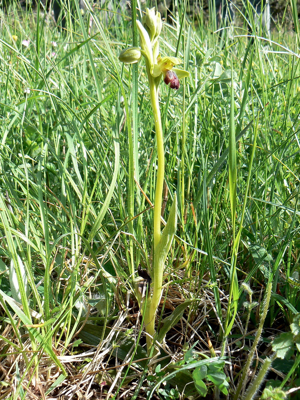 Ophrys sulcata 001.JPG © Johan Neegers