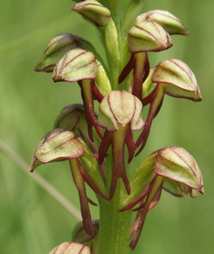 Aceras anthropophorum flowers.jpg © Commons