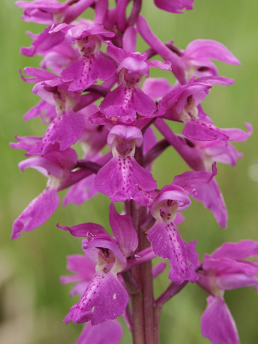 Orchis mascula flowers1.jpg &copy; BerndH