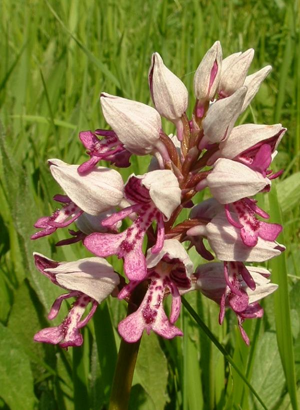Orchis militaris2.jpg © Commons
