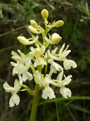 Orchis provincialis (flower spike).jpg © Hans Hillewaert