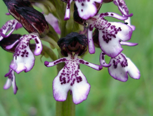Orchis purpurea6.jpg © Commons