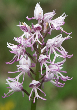 Orchis simia flowers.jpg © BerndH