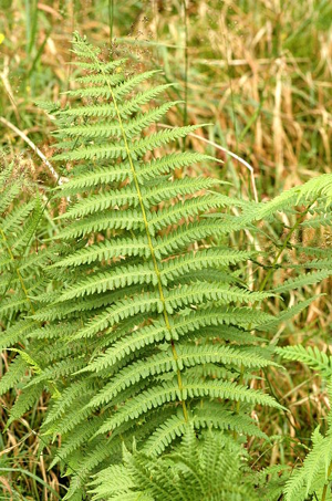 Oreopteris.limbosperma.jpg © James K. Lindsey