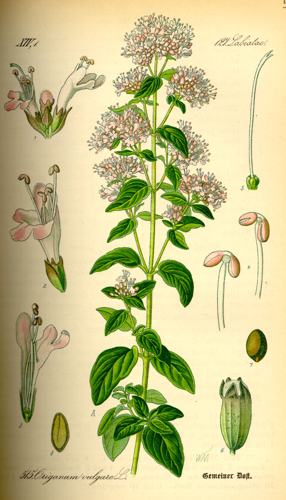 Illustration Origanum vulgare0.jpg © Commons