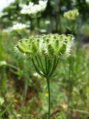 Orlaya grandiflora sl6.jpg © Stefan.lefnaer