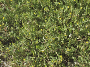 Ornithopus-compressus-20130503.jpg © Luis Fernández García