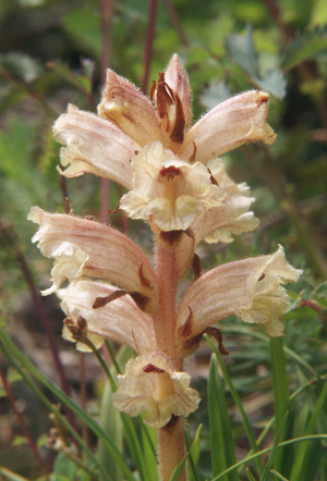 Orobanche alba 020607b.jpg © Bernd Haynold