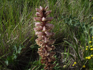 Orobanche amethystea 8 juny.JPG © Victor M. Vicente Selvas