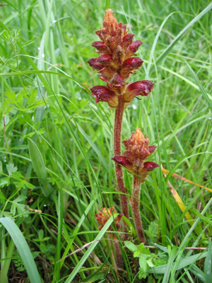 Orobanche gracilis.jpg © User:Tigerente