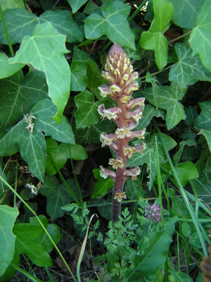 Orobanche hederae1.jpg © No machine-readable author provided. Aroche assumed (based on copyright claims).