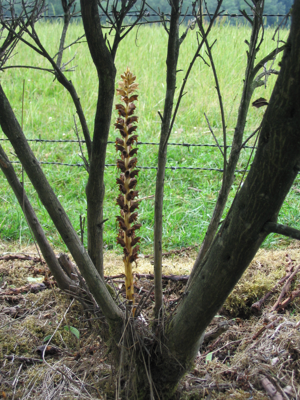 Orobanche rapum-genistae.jpg © Commons