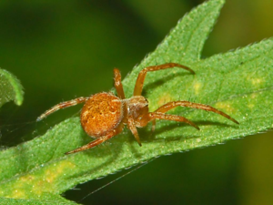 Araneidae - Agalenatea redii.JPG © Hectonichus