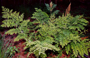 OsmundaRegalis.jpg © Christian Fischer