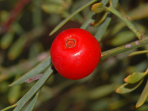 Santalaceae - Osyris alba.JPG © Hectonichus