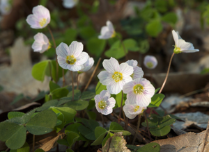 Oxalis acetosella LC0190.jpg © Jörg Hempel