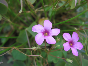 Oxalis articulata.jpg © la la means I love you