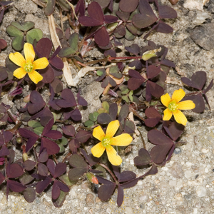 Oxalis.corniculata.7562.JPG © picture taken by Olaf Leillinger