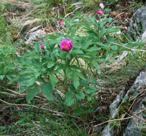 Paeonia officinalis 1.jpg © Franz Xaver