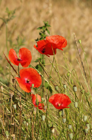 Papaver rhoeas LC0050.jpg © Jörg Hempel