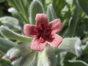 Cynoglossum cheirifolium M1.jpg © Adrian198cm