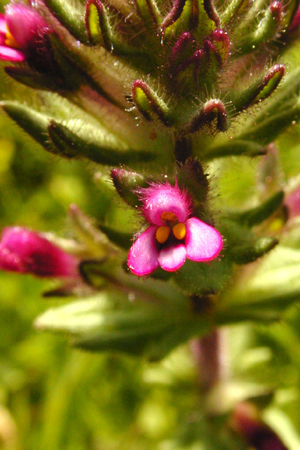 Parentucellia latifolia.jpeg © Bart and Susan Eisenberg