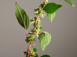 Parietaria judaica 000.jpg © Franco Folini