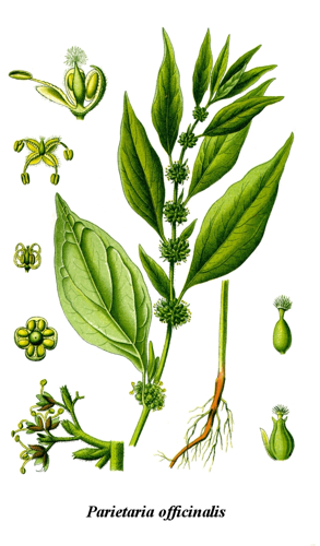 Cleaned-Illustration Parietaria officinalis.jpg © User:Chrizz