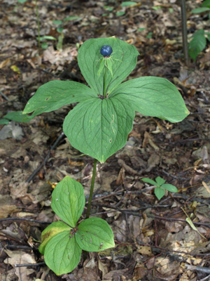 Paris quadrifolia 2011 G2.jpg © George Chernilevsky